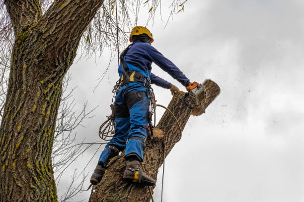 Best Large Tree Removal  in Bloomingdale, NJ